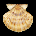 To Conchology (Flexopecten flexuosus)