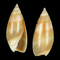 To Conchology (Olivella semistriata YELLOW)