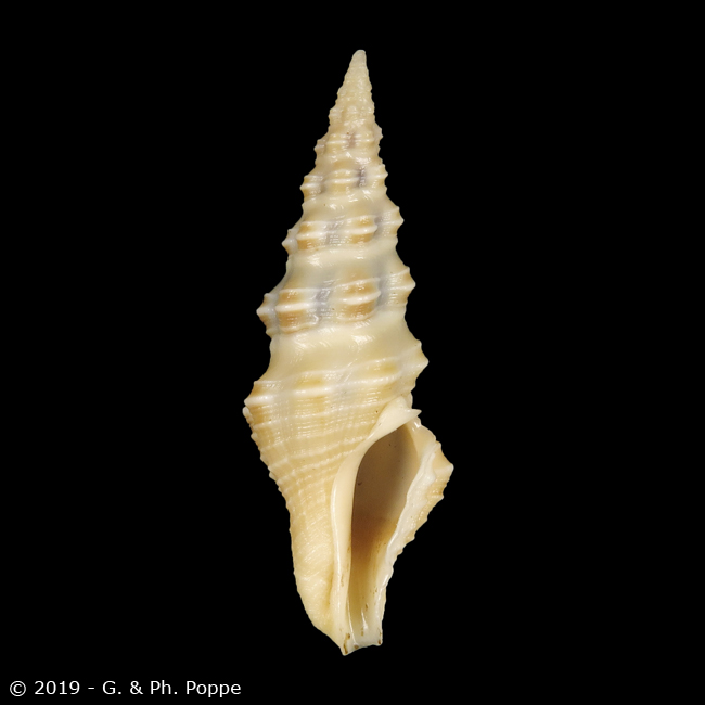 Compsodrillia alcestis