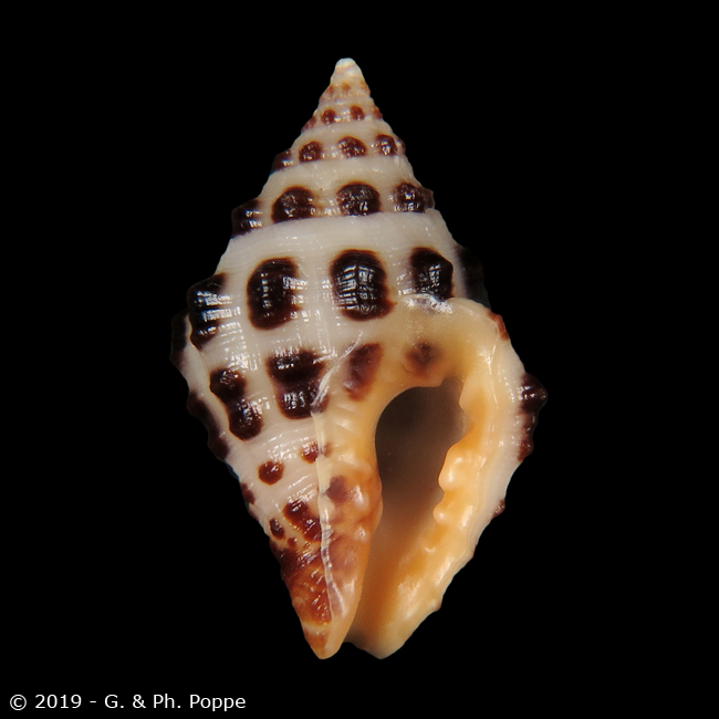 Engina tabogaensis