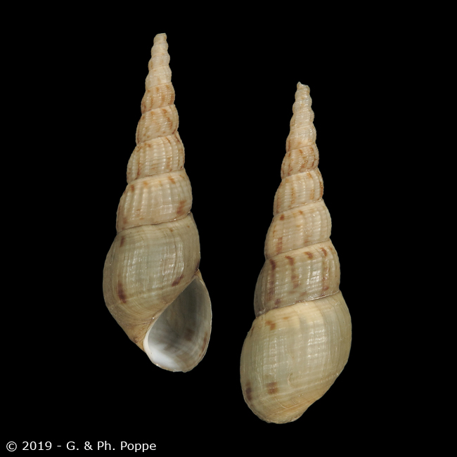 Melanoides tuberculata VIETNAM