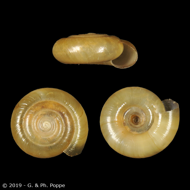 Lucilla species