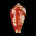 To Conchology (Pionoconus robini RED)