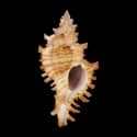 To Conchology (Chicoreus microphyllus RED)