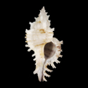 To Conchology (Chicoreus microphyllus WHITE)