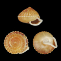 To Conchology (Lucidella granulosa)