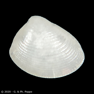 Nucula declivis