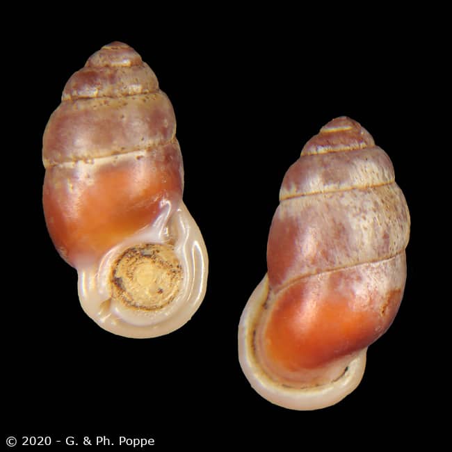 Pupinella funatoi