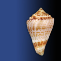 To Conchology (Conasprella wakayamaensis cf.)