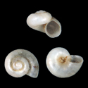 To Conchology (Daphniola eptalophos)