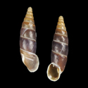 To Conchology (Montenegrina skipetarica voidomatis)