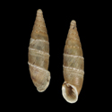 To Conchology (Charpentieria kobeltiana FREAK)