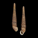 To Conchology (Stereophaedusa elongata)