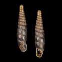 To Conchology (Clausilia whateliana whateliana)