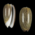 To Conchology (Oliva neostina raderi)