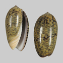 To Conchology (Oliva lecoquiana)