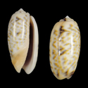 To Conchology (Oliva tricolor abbasi)