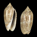 To Conchology (Oliva subangulata)