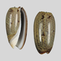 To Conchology (Oliva neostina neostina)