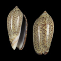 To Conchology (Oliva venulata)