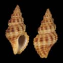 To Conchology (Aplus campisii)