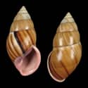 To Conchology (Amphidromus laosianus)