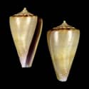 To Conchology (Monteiroconus ambiguus OLIVE)