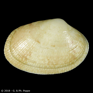 Venerupis aspera