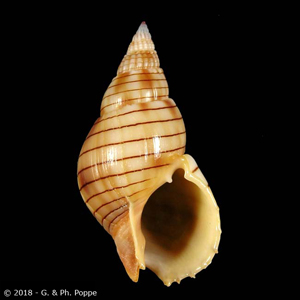 Nassarius glans