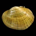 To Conchology (Lampsilis fasciola)