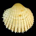 To Conchology (Acanthocardia echinata)