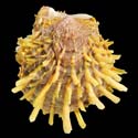 To Conchology (Spondylus butleri)