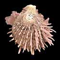 To Conchology (Spondylus reevei)