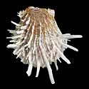 To Conchology (Spondylus albibarbatus)