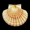 To Conchology (Pecten jacobaeus)