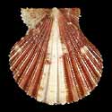 To Conchology (Cryptopecten vesiculosus SPECIAL COLOR)