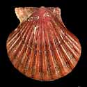 To Conchology (Cryptopecten vesiculosus BROWN)