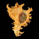 To Conchology (Chicoreus ramosus YOUNG ORANGE)