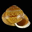 To Conchology (Arianta arbustorum alpicola PERIO)