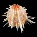 To Conchology (Spondylus wrightianus)