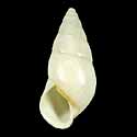 To Conchology (Amphidromus roeseleri cf.)