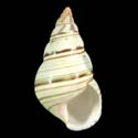 To Conchology (Liguus fasciatus f. osmenti)