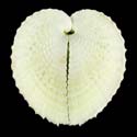 To Conchology (Corculum cardissa)