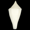 To Conchology (Conasprella boholensis)