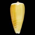 To Conchology (Phasmoconus radiatus)