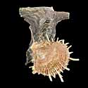 To Conchology (Spondylus multisetosus ON MALLEUS)