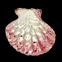 To Conchology (Mirapecten moluccensis RED)
