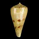 To Conchology (Endemoconus ione PERIO)