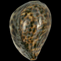 To Conchology (Cypraea tigris pardalis 51-65 FREAK)