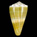 To Conchology (Lividoconus lividus)